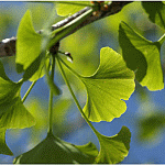 The leaf of the ginkgo biloba tree is full of antioxidants